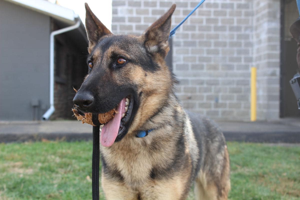 St. Francois County K9 Units