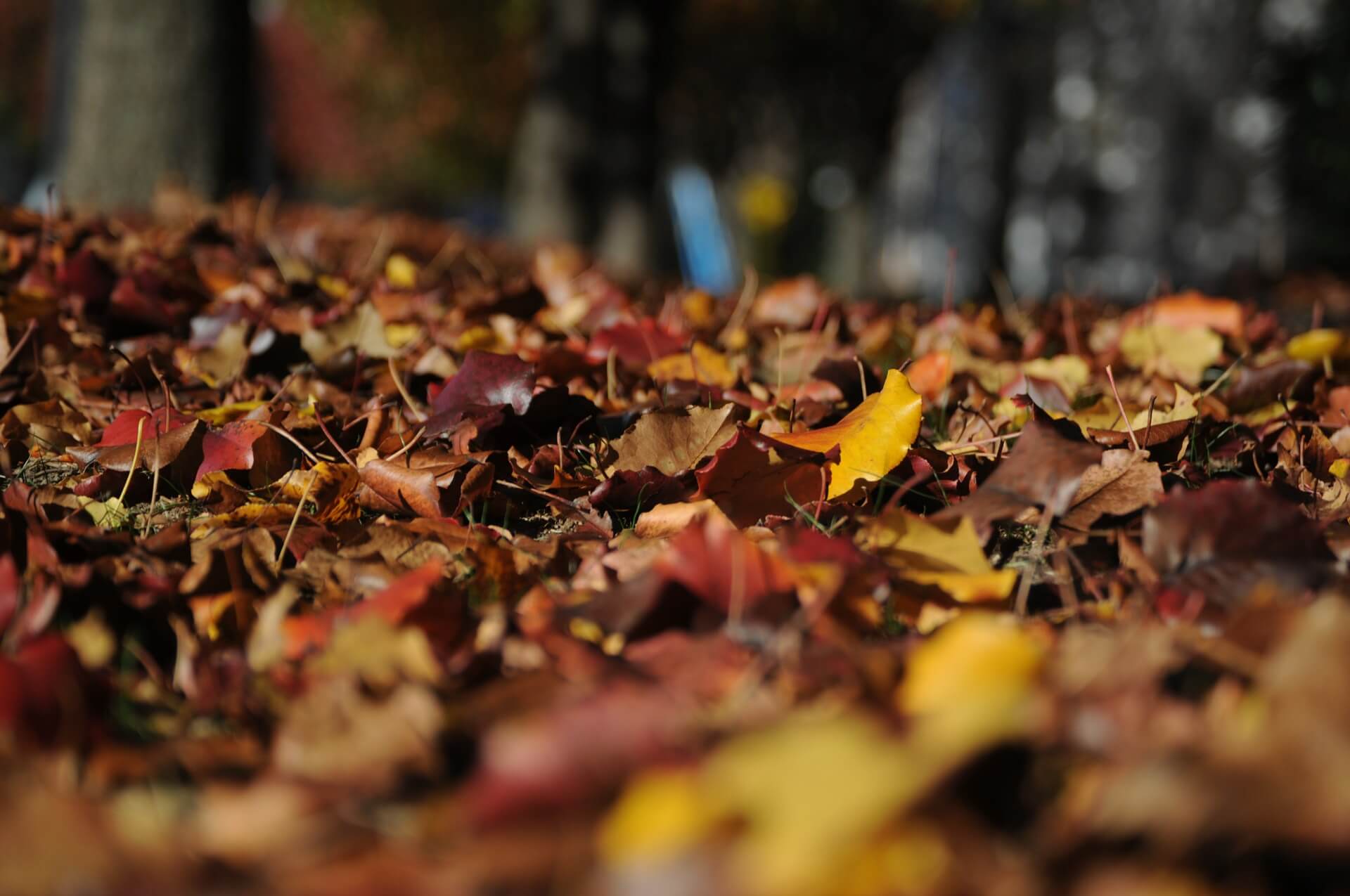 Autumn Solstice Week Begins Fall