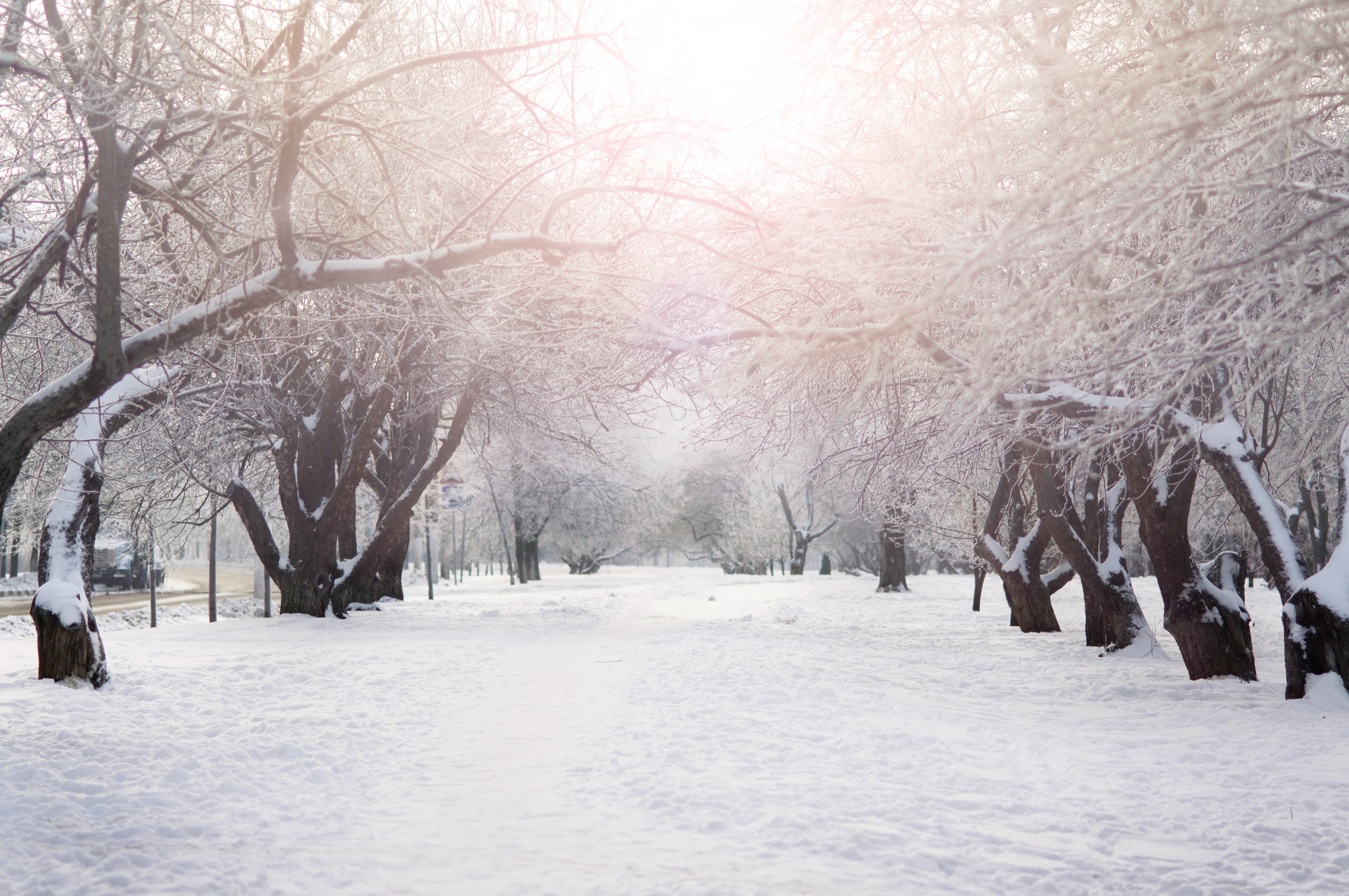 Don't Shake Snow Off Trees