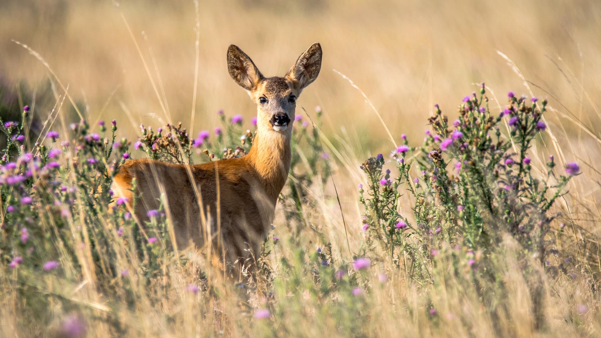 Watch for Deer on Roadways