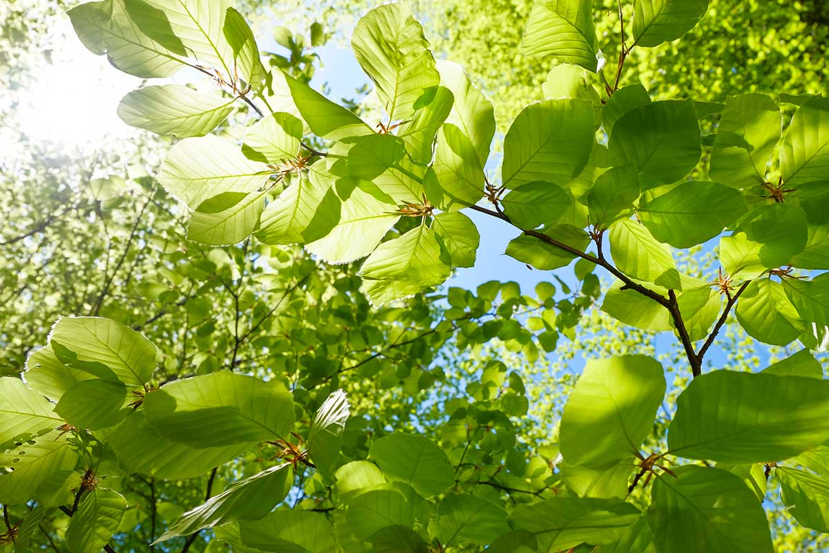 Plant Trees In Fall