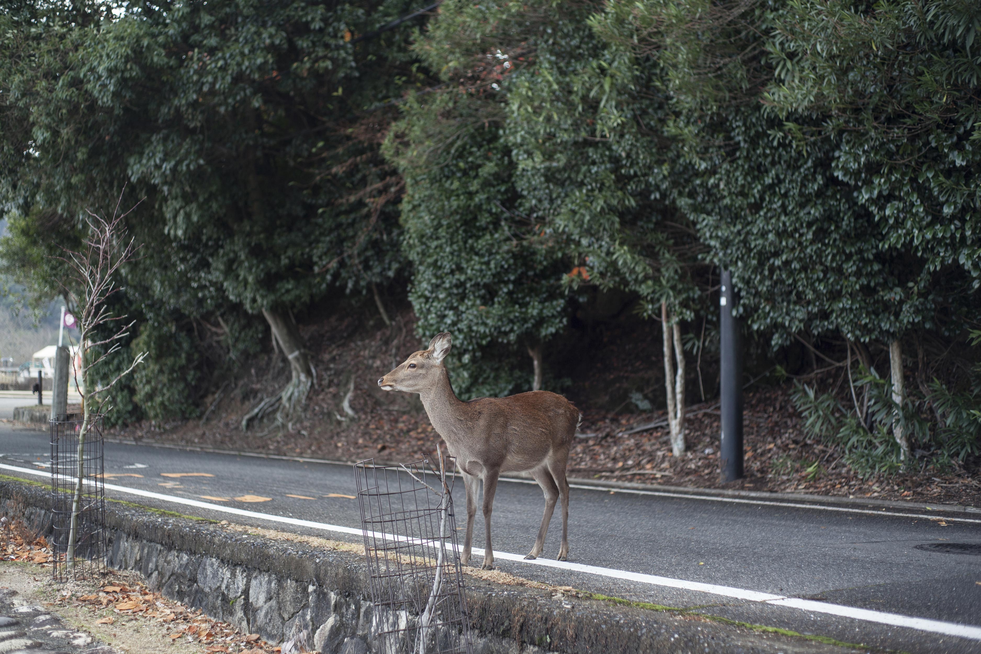 Watch for Deer This Time of Year