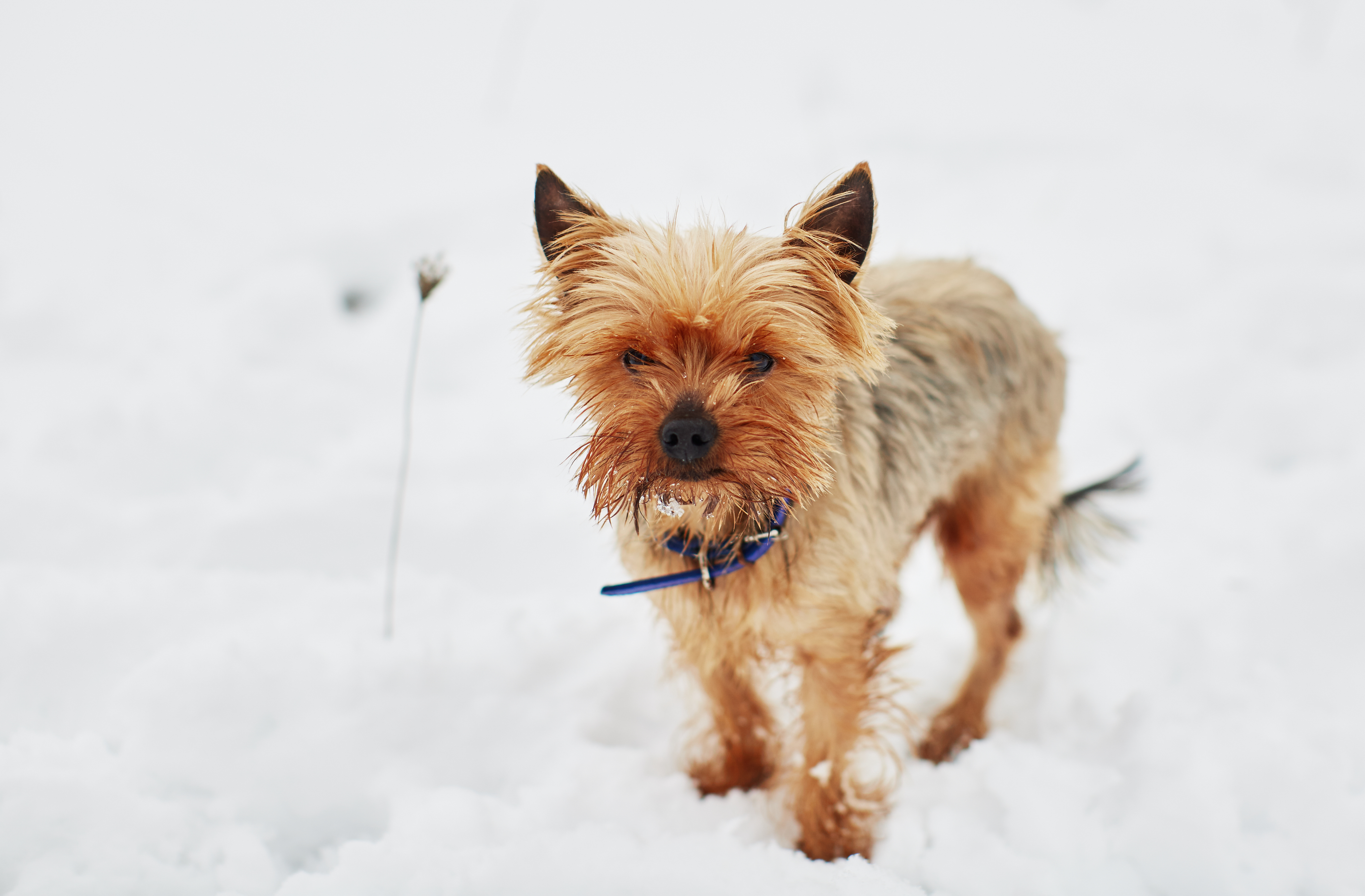 Help Your Pet in Extreme Cold