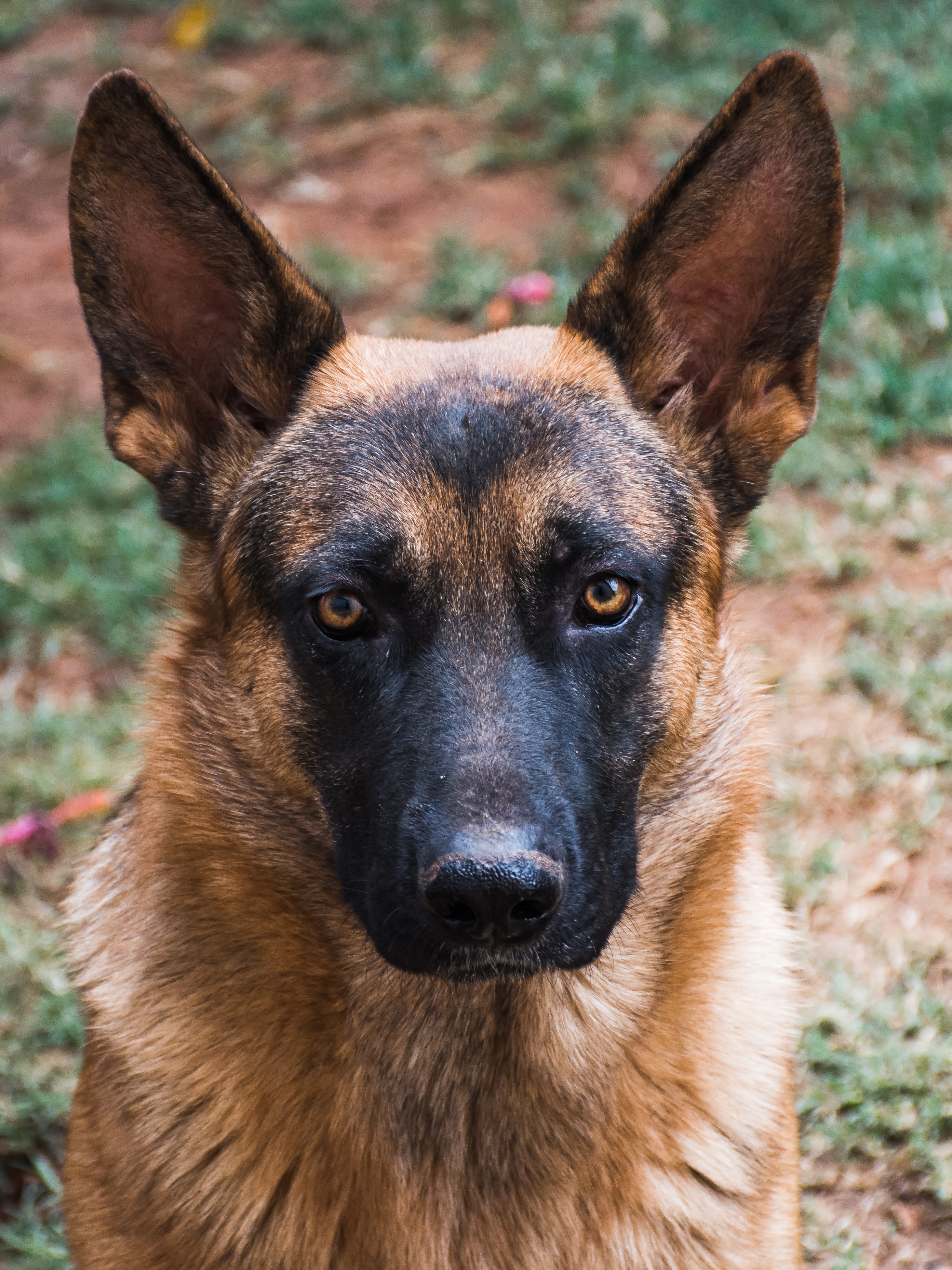 American Schutzhund Nationals in Desloge