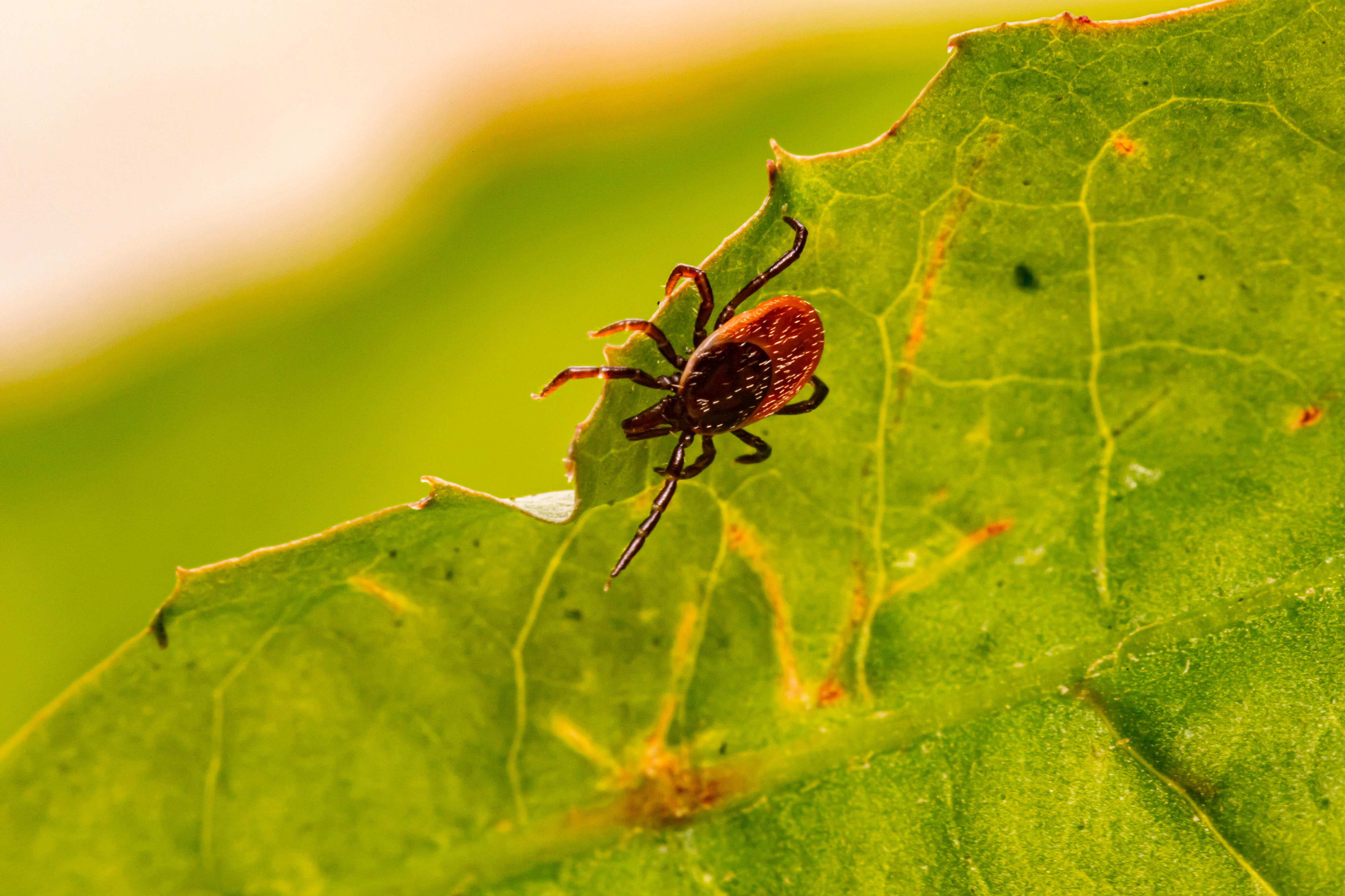 Avoiding Diseases Carried by Ticks