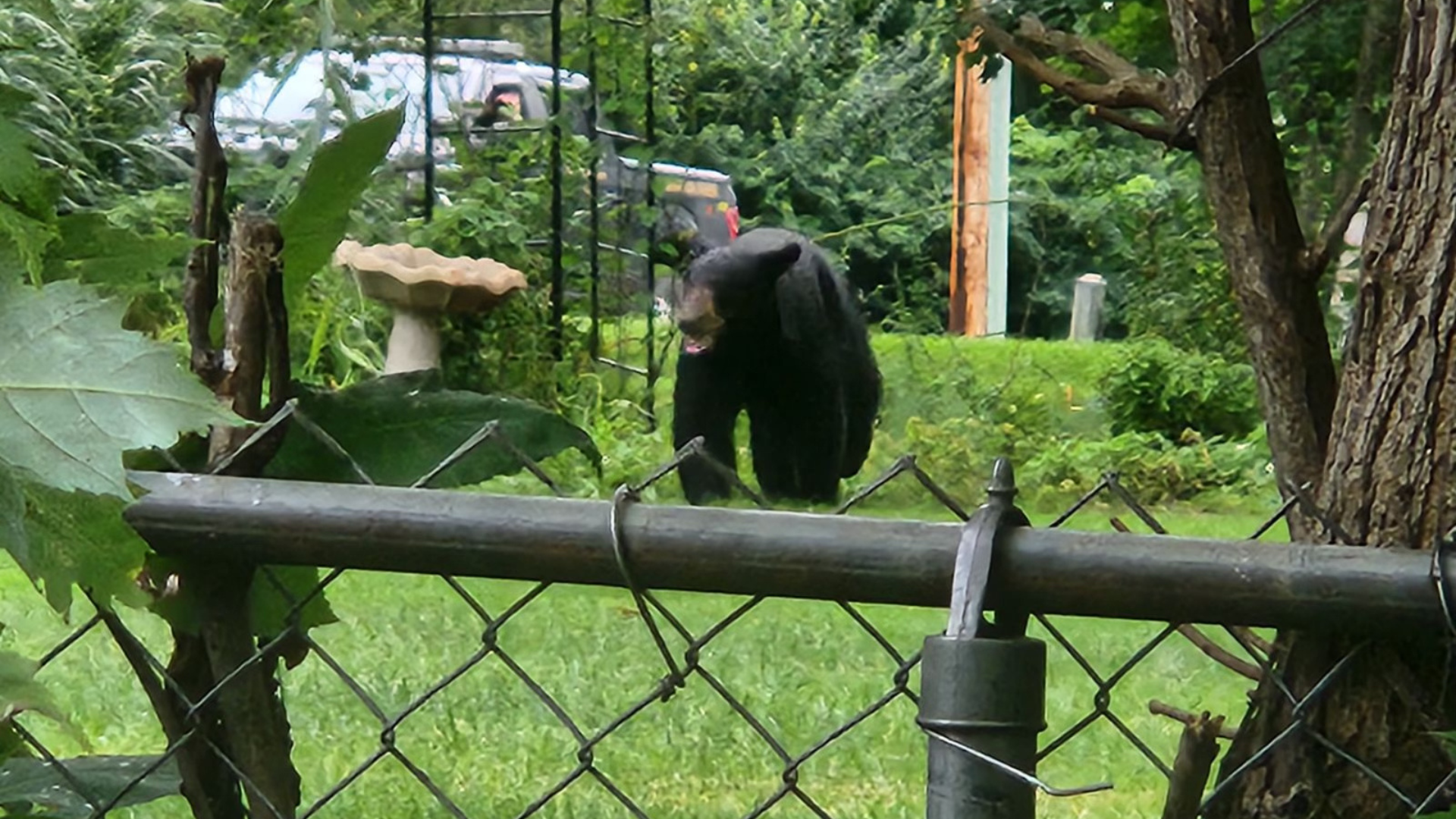 Black Bear Roaming Farmington