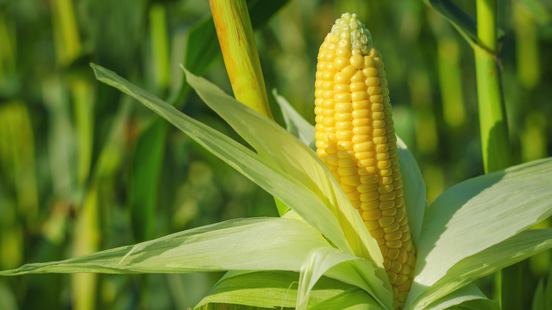 Missouri's Corn Harvest Looking Good