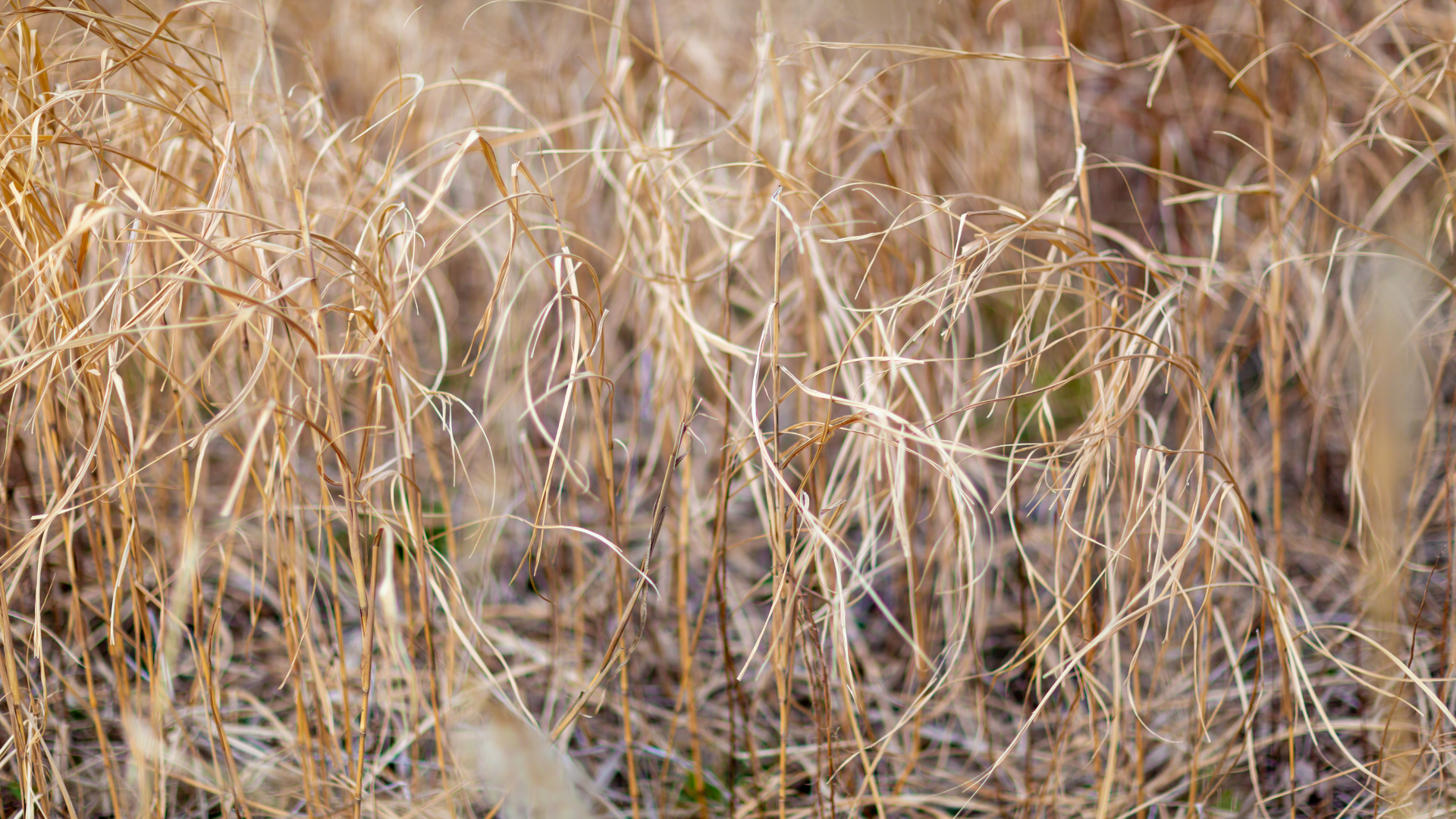 Weather Key for Grass in Midwest