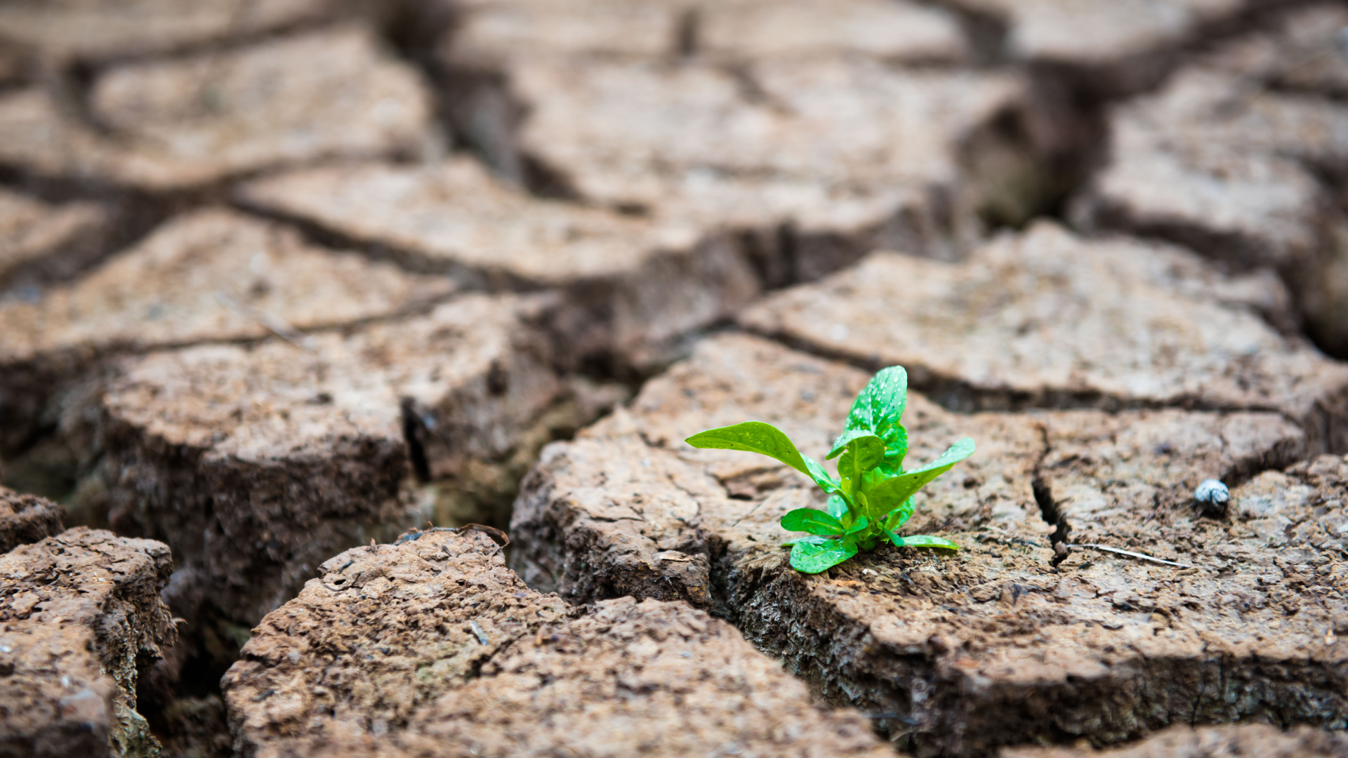 Governor Parson Signs Executive Order 24-13 Declaring Drought Alert in Missouri