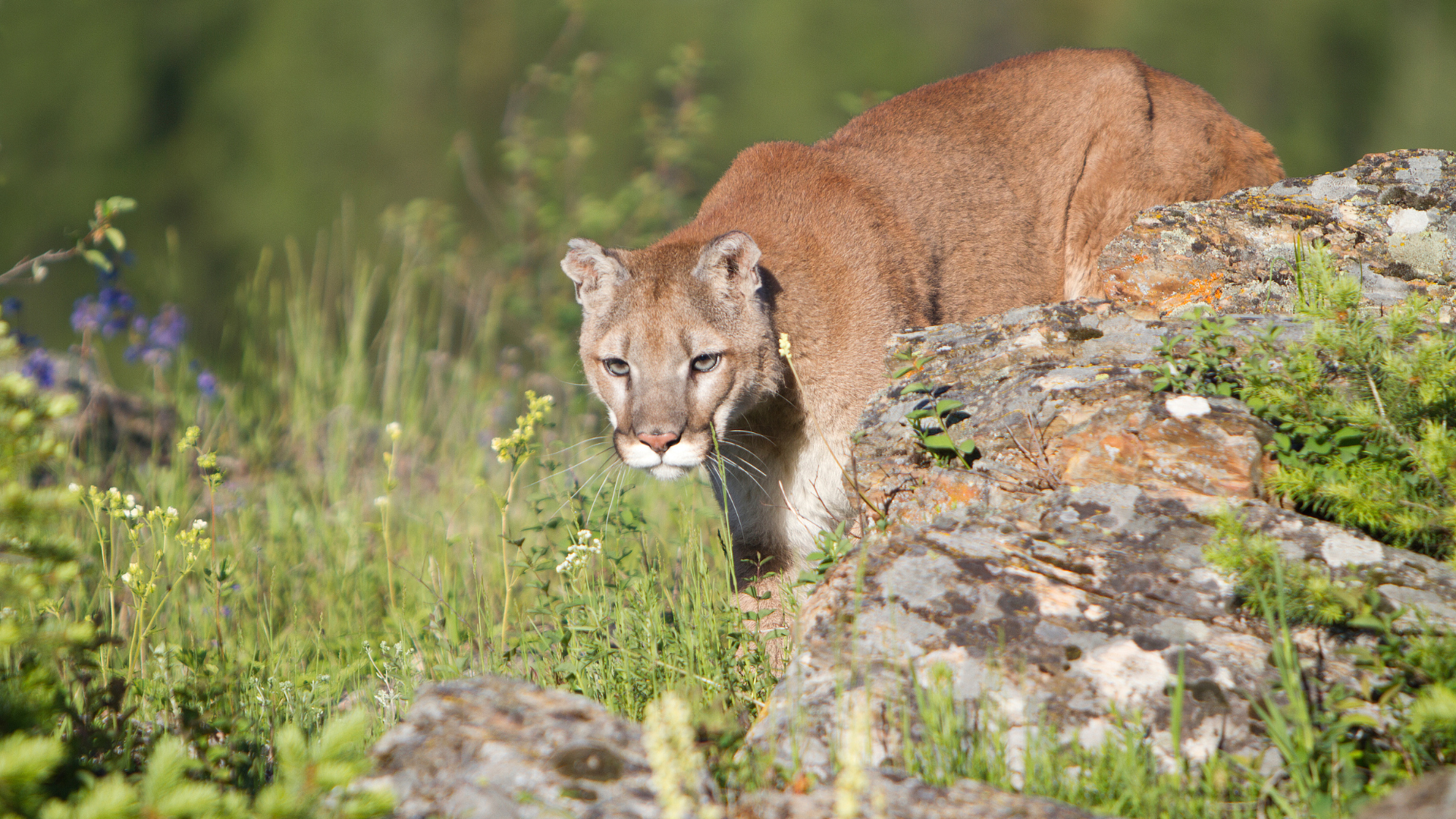 Missouri Department of Conservation Investigating Hunter's Killing of Mountain Lion