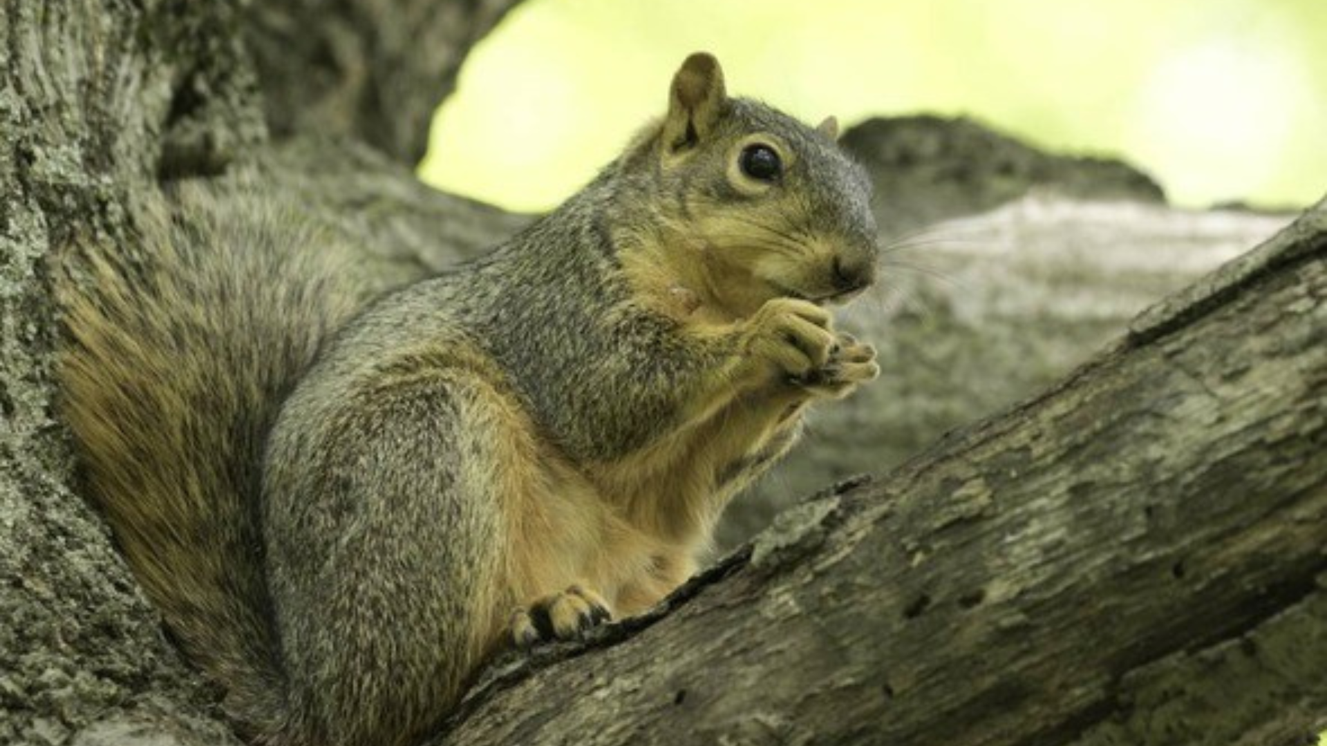 MDC Reminds Public Squirrel and Black Bass Seasons Kick Off Saturday